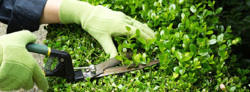 Mantenimiento de jardines